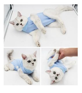 (Category: ) located in . Submitted by catwarehouse (Listing ID 1291245360, Image 1). Description: .