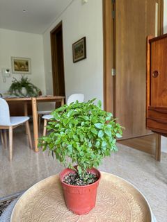 (Category: ) located in . Submitted by themediterraneangarden (Listing ID 1291393440, Image 1). Description: .