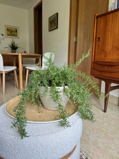 (Category: ) located in . Submitted by themediterraneangarden (Listing ID 1291391430, Image 1). Description: .