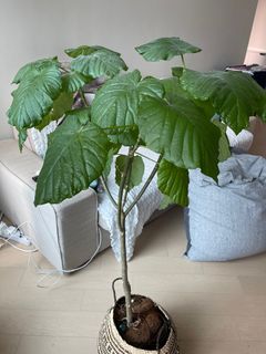 （分類：）位於 。 由 vyletuong 提交（商品編號 1291381251，圖片 1）。簡介： 。