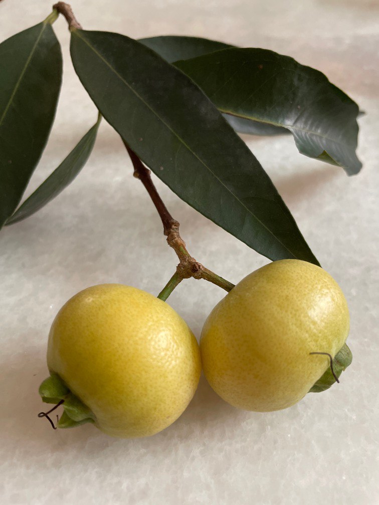 Fragrant & sweet yellow rose apple seedling plant (Jambu Mawar