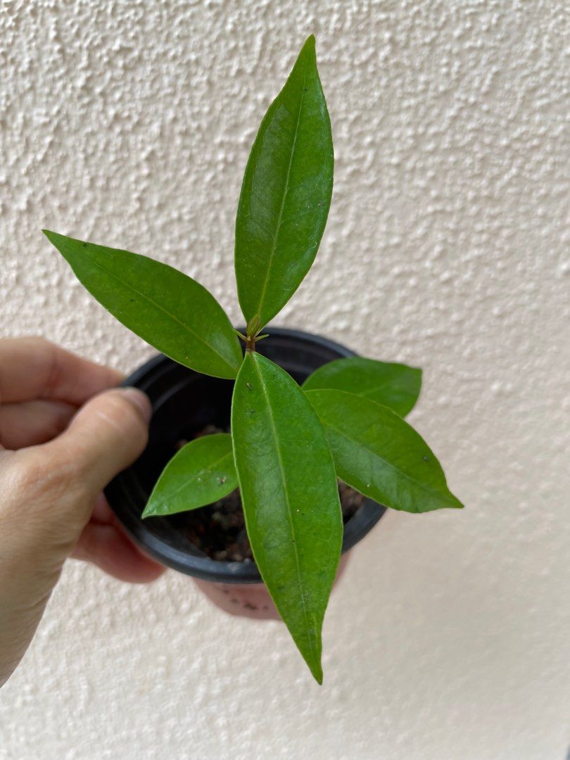 Fragrant & sweet yellow rose apple seedling plant (Jambu Mawar