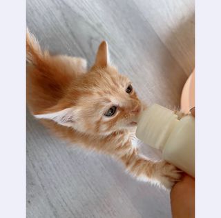 (Category: ) located in . Submitted by catwarehouse (Listing ID 1291428407, Image 1). Description: .