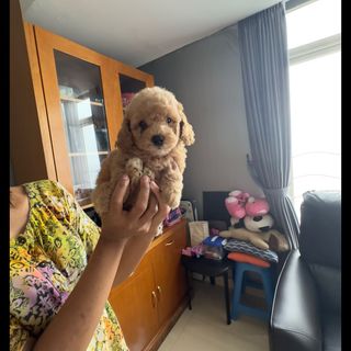 (Kategori: ) berada di . Dikirim oleh tedko (ID iklan 1291449939, Gambar 1). Deskripsi: .
