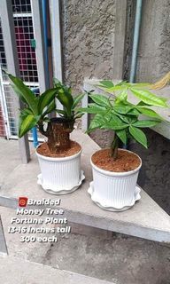 🧧Braided Money Tree and Fortune Plant