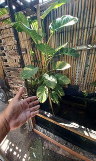 Giant pothos plant