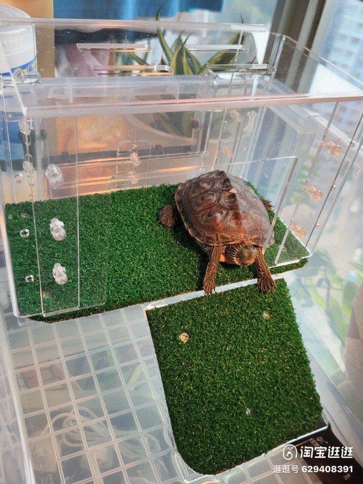 Turtle Tank Topper for Basking, Pet Supplies, Homes & Other Pet