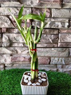 7 Stalk  Potted Lucky Bamboo for Wealth and Good Luck - Live Plant (Best for Indoor/Outdoor Plant, Giveaways & Table Decoration