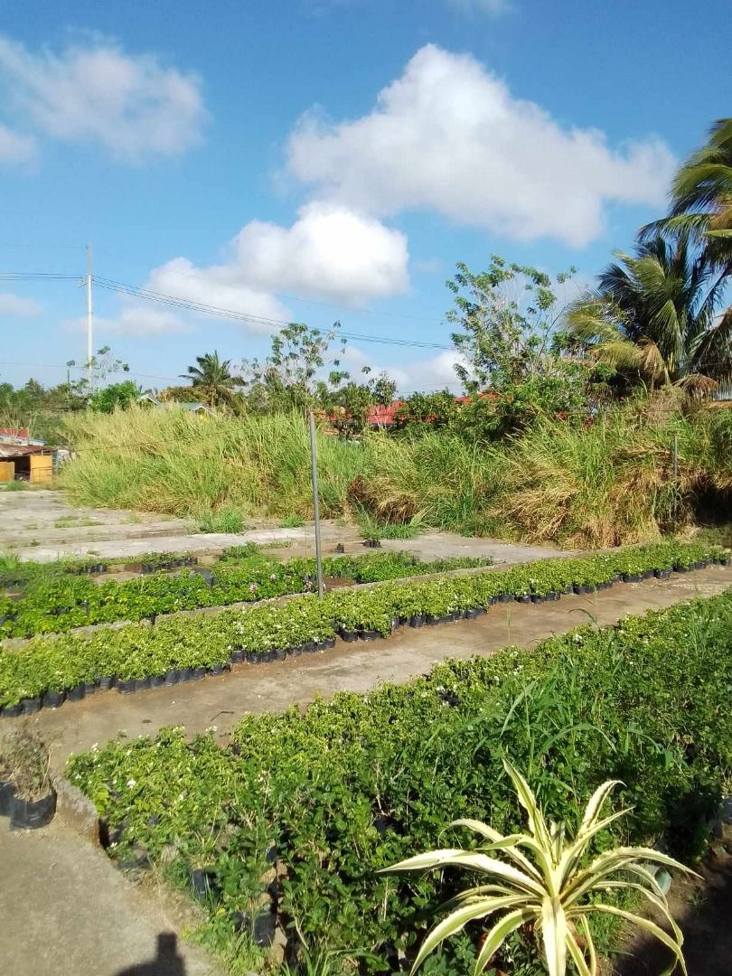 Amadeo Cavite Flower farm for sale 1.8 hectares P3,800/sqm Clean Title