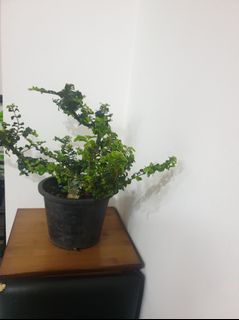 (Category: ) located in . Submitted by arotgl (Listing ID 1291775077, Image 1). Description: .