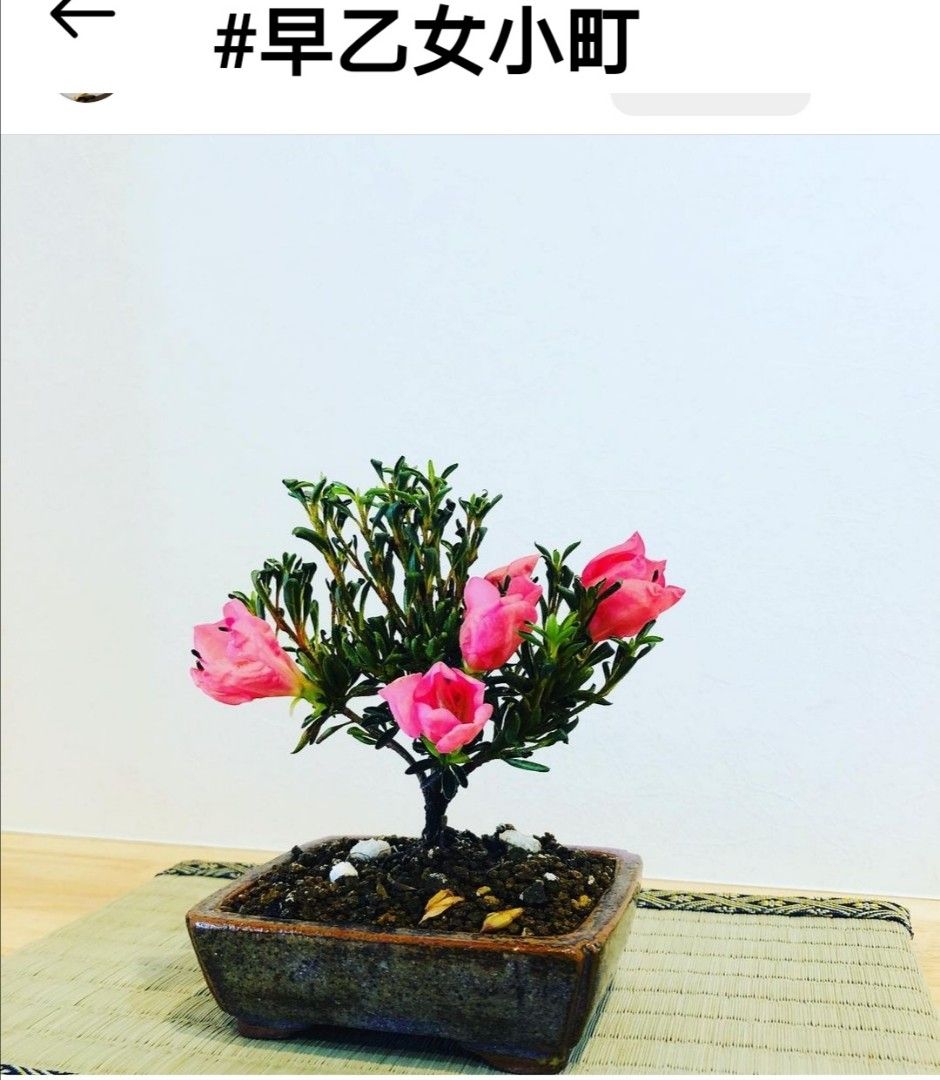 亦盆栽」小品盆栽 早乙女小町 サツキ ミニ盆栽 皐月｜盆栽