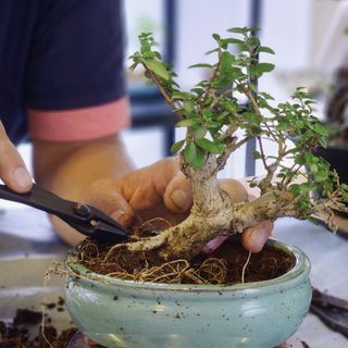 (Category: ) located in . Submitted by bonsai_inc (Listing ID 1291915045, Image 1). Description: .