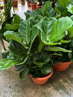 (Category: ) located in . Submitted by gardenfunfarm (Listing ID 1291913669, Image 1). Description: .