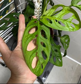 (Category: ) located in . Submitted by plant.hobbyist (Listing ID 1292071784, Image 1). Description: .