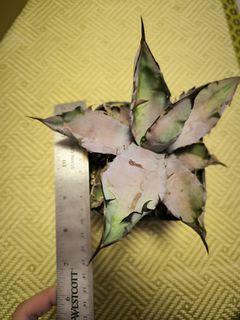 （分類：）位於 。 由 cooktail 提交（商品編號 1296105770，圖片 1）。簡介： 。