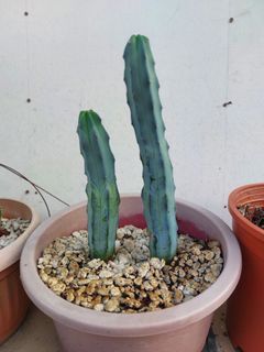 Blue boy cactus (1 ft height)