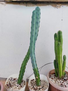 Blue boy cactus (3.5 ft tall)