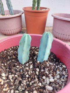 Blue boy cactus (5inches)