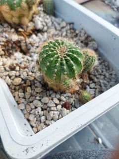 Echinopsis tubiflora cactus