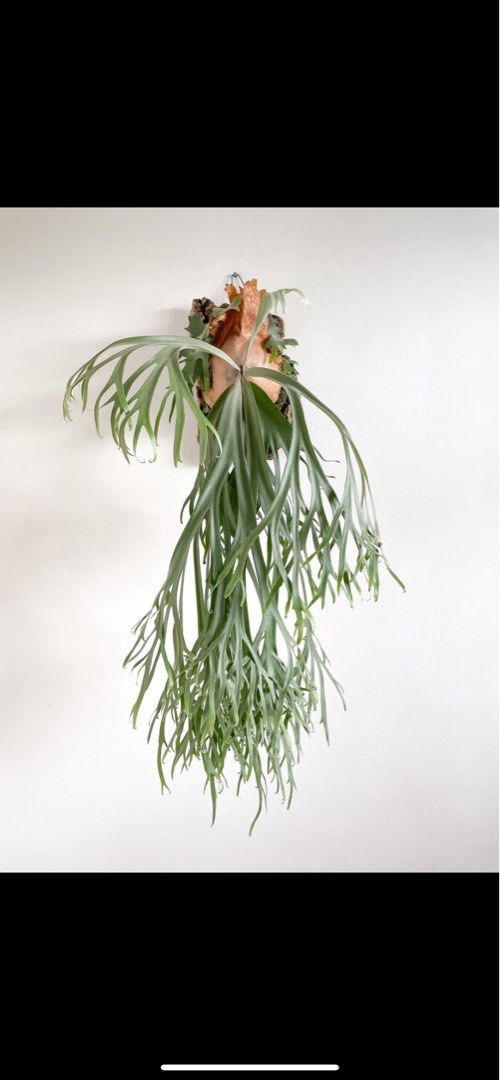 P.willinckii 'Moonlight' (vp)superdwarf P.willinckii 'Moonlight