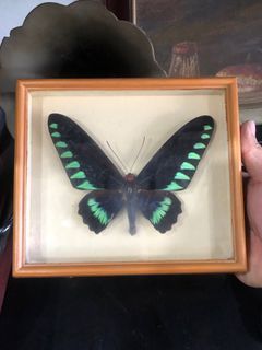 Butterfly on Frame