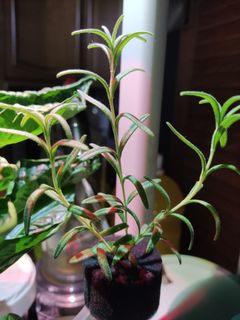 (Category: ) located in . Submitted by bonchow (Listing ID 1297619430, Image 1). Description: .