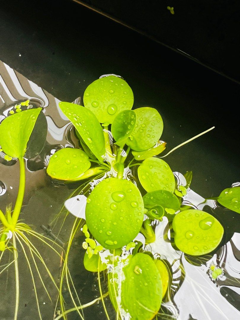 Frogbit (Category: Plants & Seeds) located in Singapore. Submitted by xenden (Listing ID 1296467414, Image 3). Description: Frogbit in takeaway container. Young and/or Adult. Adult leaf approx 5/20 cents size..