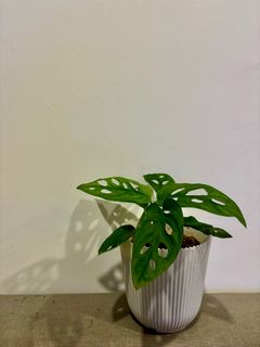 (Category: ) located in . Submitted by WhyWhyyyy (Listing ID 1297620198, Image 1). Description: .