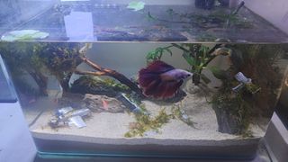 Aquarium Fish Tank Set