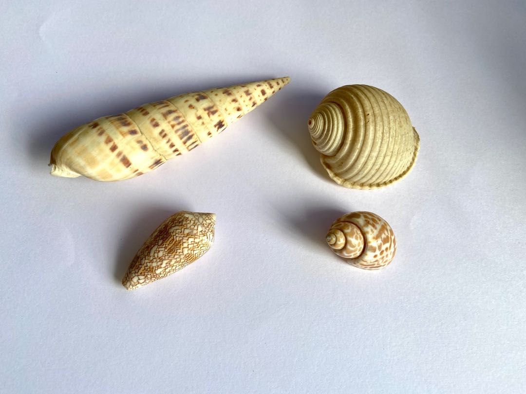 Assorted seashell (Category: Other Home Decor) located in Singapore. Submitted by fishdecor.sg (Listing ID 1297737297, Image 1). Description: Very popular with collectors.