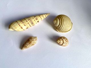 (Category: ) located in . Submitted by fishdecor.sg (Listing ID 1297737297, Image 1). Description: .