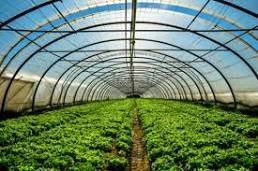 Rent 7,000m2 DEVELOPED VEGETABLE FARM WH 11 GREENHOUSES Along Main Road Bgy Paligawan SILANG Cavite NEAR STARBUCKS TAGAYTAY CITY- TURN KEY OPERATION Wh Onions Tomatoes Lettuce Etc  Can RECOVER INVESTMENT in 1 Year Can Build Restaurant/Events Place Also
