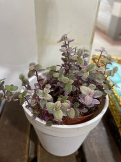(Category: ) located in . Submitted by TableTopGarden (Listing ID 1297830583, Image 1). Description: .