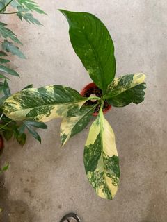 (Category: ) located in . Submitted by plantaeia (Listing ID 1297864992, Image 1). Description: .