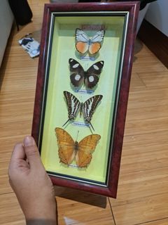 Framed butterflies taxidermy