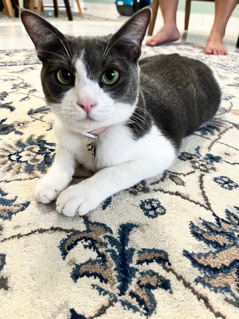 Home Based Pet Boarding Puchong, Pet Supplies, Homes & Other Pet