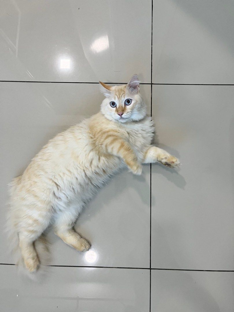 Home Based Pet Boarding Puchong, Pet Supplies, Homes & Other Pet