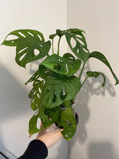 （分類：）位於 。 由 axzsq 提交（商品編號 1297830754，圖片 1）。簡介： 。