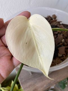 (Category: ) located in . Submitted by meeplants (Listing ID 1297904740, Image 1). Description: .