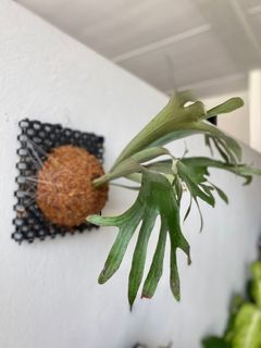 (Category: ) located in . Submitted by meeplants (Listing ID 1297830004, Image 1). Description: .