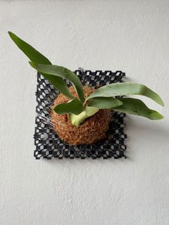 (Category: ) located in . Submitted by meeplants (Listing ID 1297829857, Image 1). Description: .