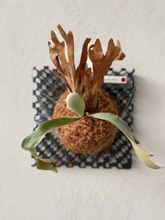 (Category: ) located in . Submitted by meeplants (Listing ID 1297829417, Image 1). Description: .