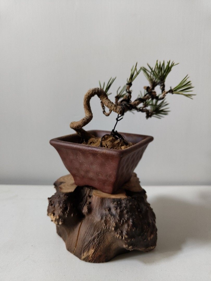 亦盆栽」小品盆栽 逸品 カエデ楓 楓（かえで） 