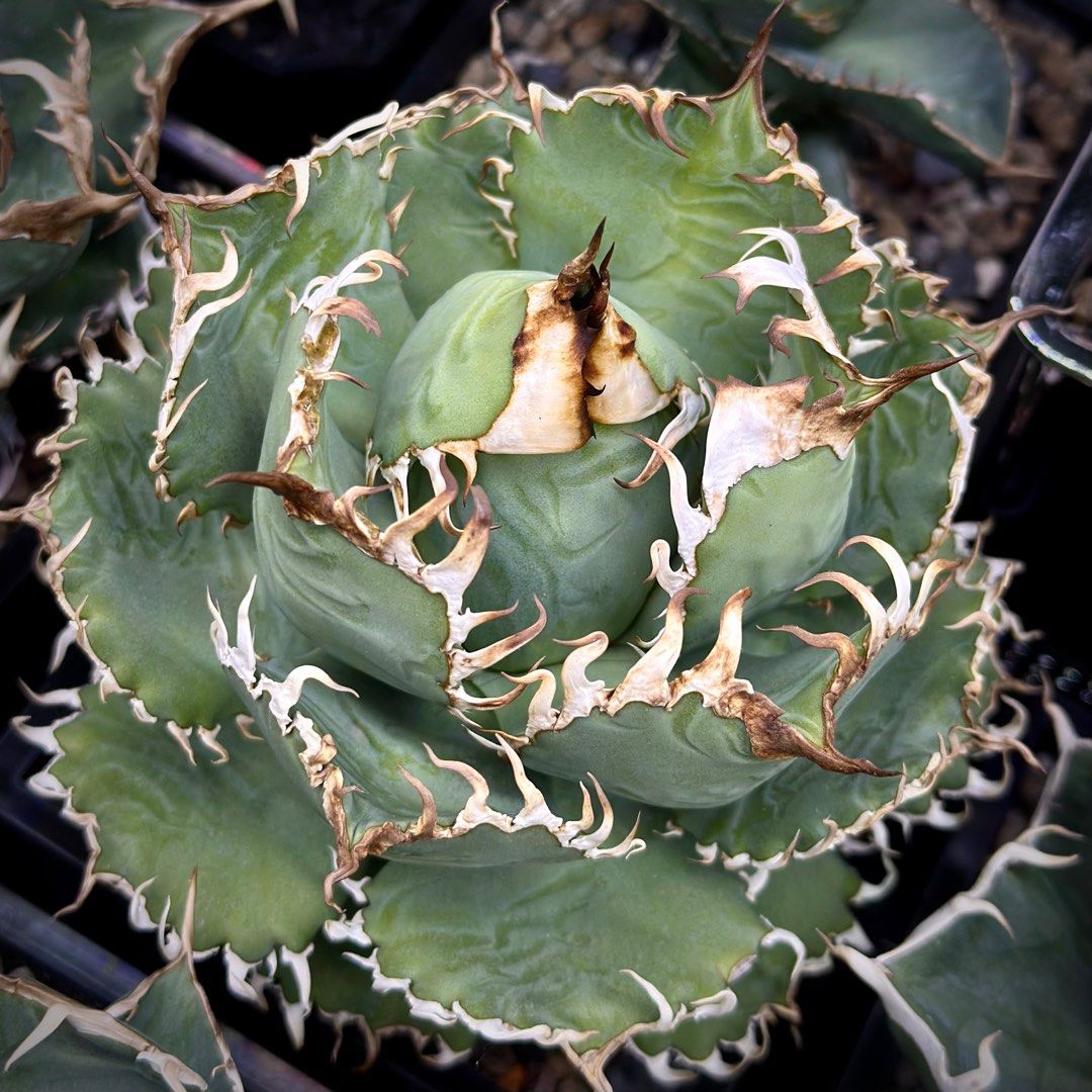 圓葉拇指嚴龍龍舌蘭Agave Titanota 'Filigree' 多肉植物塊根植物象牙宮