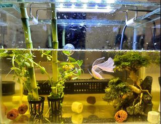 Bonsai for Aquarium Decor