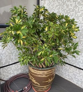 （分類：）位於 。 由 michelle29213 提交（商品編號 1298055835，圖片 1）。簡介： 。