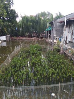 Mangrove plants/ Bakawan