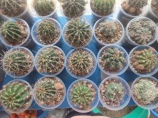 BUY ONE TAKE ONE Cactus and Succulents