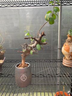 (Category: ) located in . Submitted by plantabeast_ (Listing ID 1298196965, Image 1). Description: .
