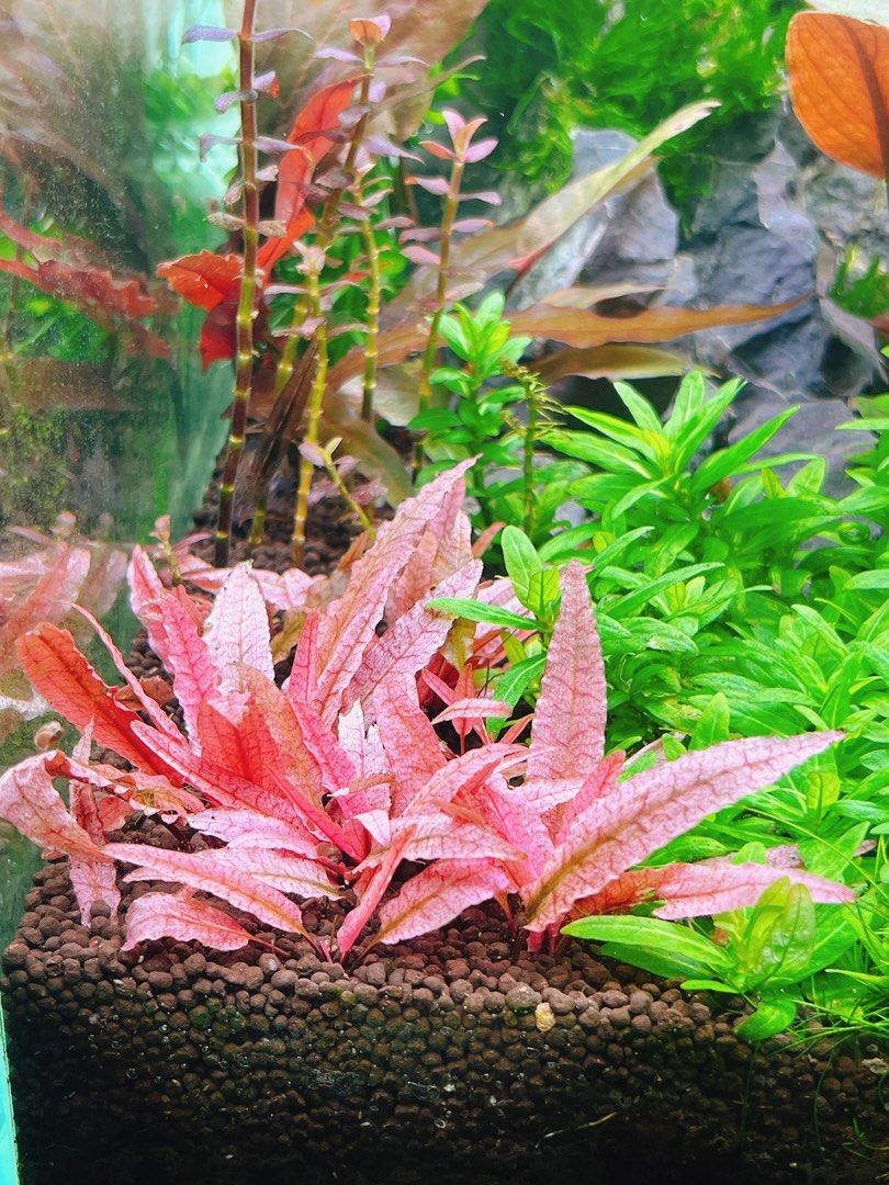 Crypto Flamingo, Furniture & Home Living, Gardening, Plants & Seeds on  Carousell